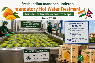 Fresh Indian mangoes undergo mandatory Hot Water Treatment for secure border export to Nepal in June 2026.