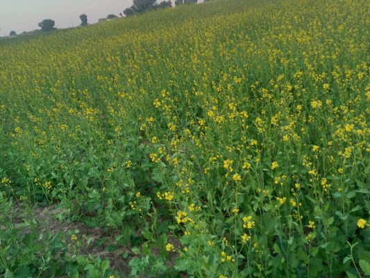 2026 रबी सीजन की नई फसल के ढेर।