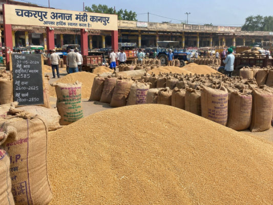 कानपुर की चकरपुर अनाज मंडी में रखी गेहूं और बोरियों का दृश्य