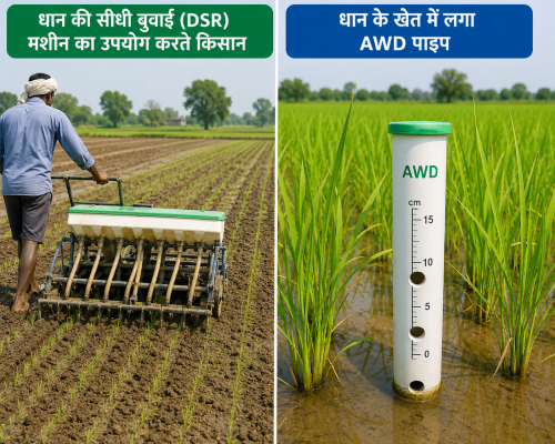 धान की सीधी बुवाई (DSR) मशीन का उपयोग करते किसान; धान के खेत में लगा AWD पाइप।
