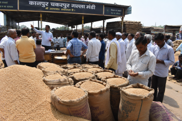 कानपुर चकरपुर गल्ला मंडी में अनाज की नीलामी और बोरियों में भरा गेहूं.